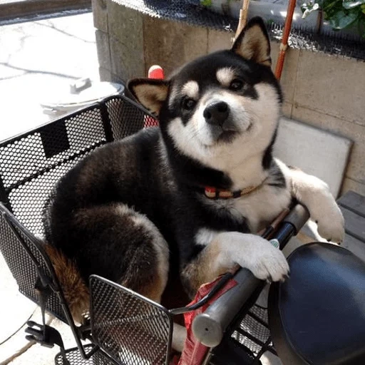 haaska, husky, cão de madeira, cão mimi, cão husky