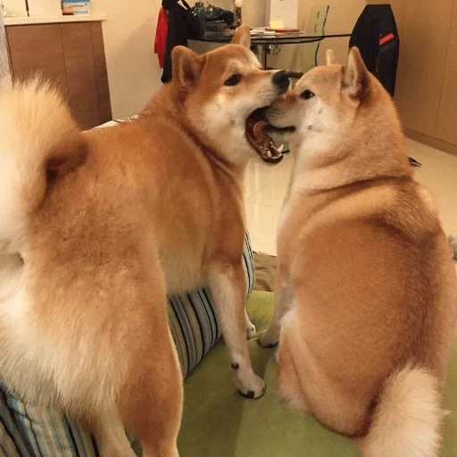 siba inu, shiba inu, akita inu, il cane di shiba, siba inu akita inu