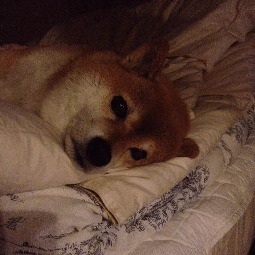 loulou, chien, chien de kobel, les animaux sont mignons, animaux drôles