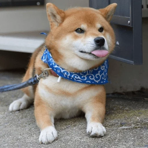 siba inu, shiba inu, siba inu doga, die rasse von siba ist, shibas hund