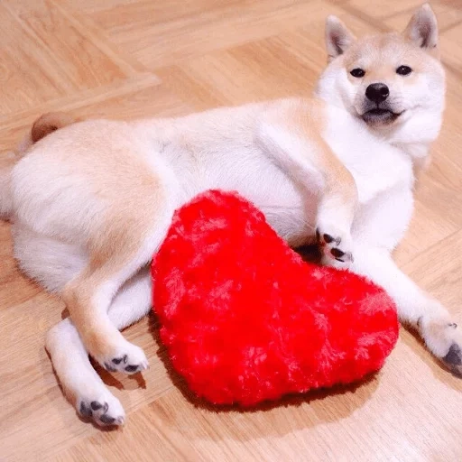 cão de madeira, cão akita, cão akita, cão akita, akita dog oito branco