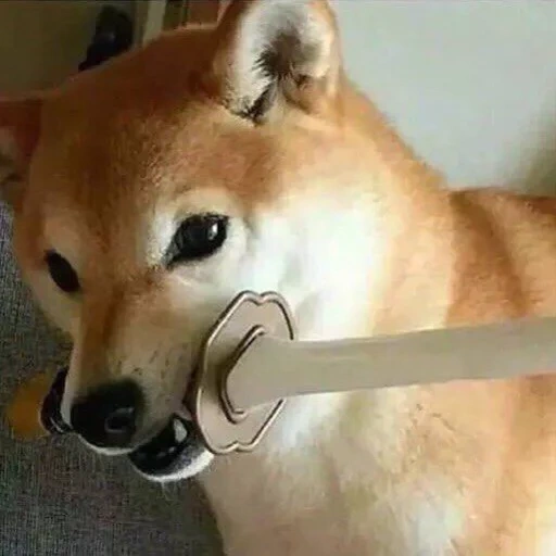 shiba, cão de madeira, shiba inu, cachorro fofo, cão mordendo os dentes com uma faca