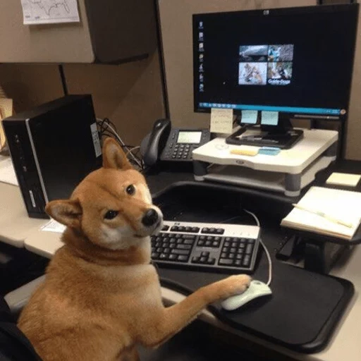 hackers de perros, jugadores de perros, perro detrás de la copiadora, perro detrás de la computadora portátil, perro detrás de la computadora