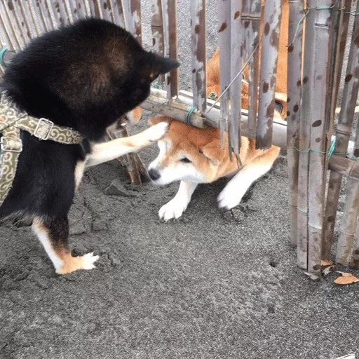 cão, cão kokisiba, cachorro, cão de madeira, corte de cachorro de cartão de amor