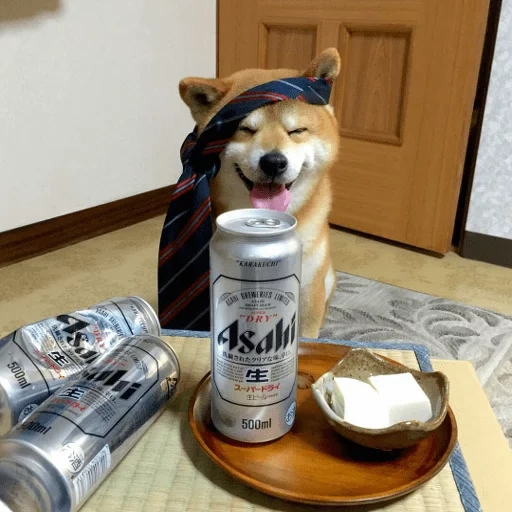siba inu, banques de chiens, le chien de siba inu, race de chiens siba inu, sourires de chien de la race de siba inu