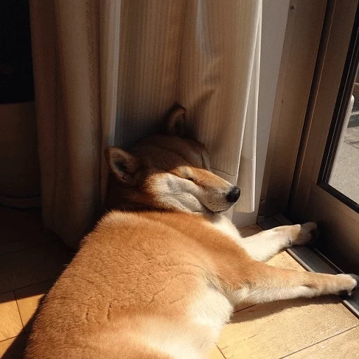 chai perro, perro akita, animal lindo, chiba akita perro, hombre de leña