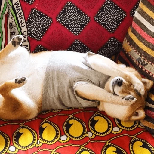 shiba inu, anjing itu lucu, hewan rumahan, hewan lucu, hewan cantik adalah rumah