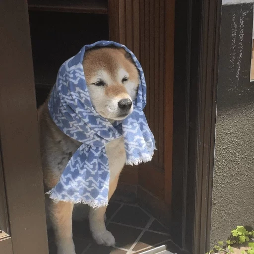 chien shiba inu, les animaux sont mignons, chien avec un mouchoir, animaux à domicile, les beaux animaux sont à la maison