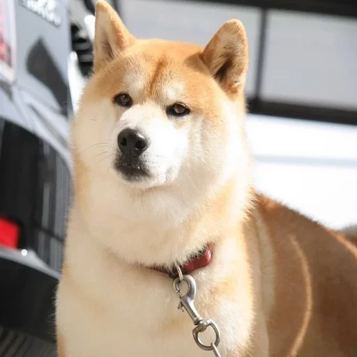 akita, akita inu, trah akita, anjing akita, trah akita adalah