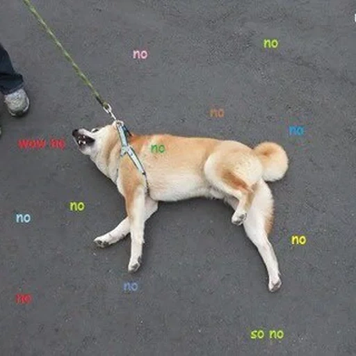 chien, chien akita, chien chien, le chien est drôle, chien paresseux