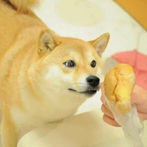 doge, cão de madeira, shiba inu, fãs de cães lenhosos, cão de madeira