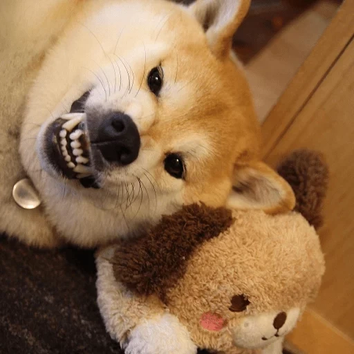 cão de madeira, cão de madeira, cão akita, cachorro akita, cão de folha de cachorro akita