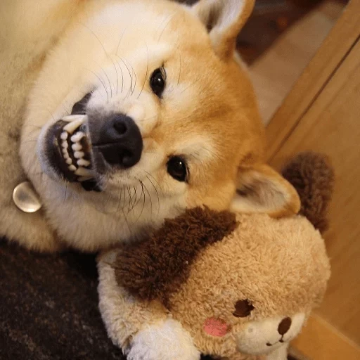 siba inu, shiba inu, anjing akita, anak anjing akita inu, akita inu siba inu