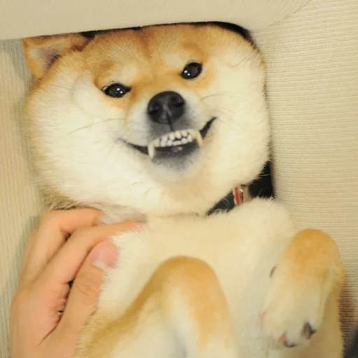 siba inu, shiba inu, chiots akita, siba inu doge, le chien de siba inu