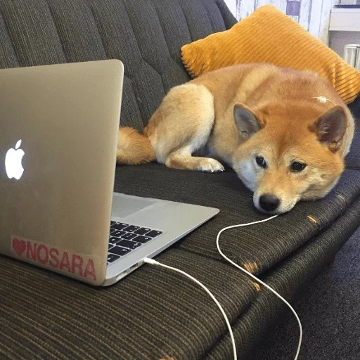 shiba inu, shiba inu, anjing itu lelah, anjing di belakang komputer, anjing di komputer