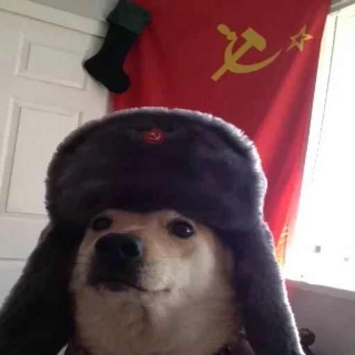 the dog is a commune, hat of the ussr ear, dog earrings in the ussr, dog with a hat ear, dog heading ushanka ussr