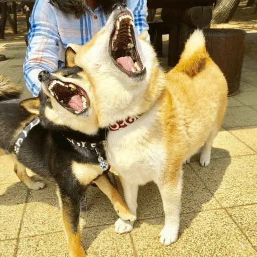 chiba dog, cão de madeira, shiba inu, akita koki, cão akita