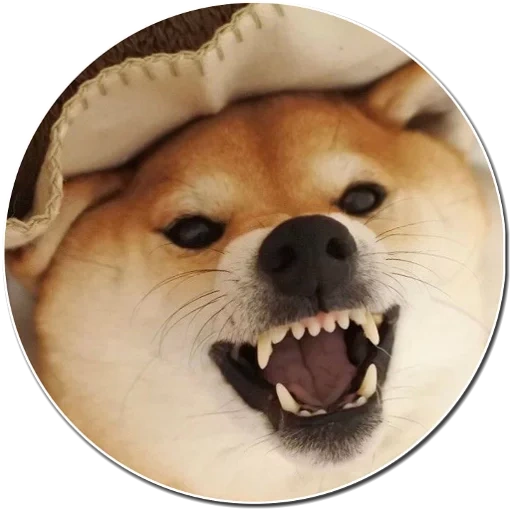 cão de madeira, cão akita, cão engraçado, cão akita, cão de folha de cachorro akita