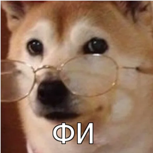 siba inu, dog meme, siba inu meme, funny siba inu, the dog straightens the glasses meme