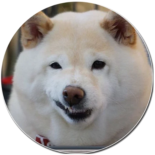 cão de madeira, cachorro akita, cão akita, cão akita, chiba dog akita
