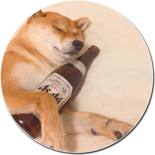 inu siba, shiba inu, birra per cani, siba inu doge, cane con meme di birra