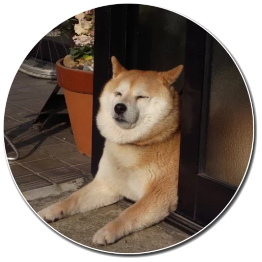 cão de madeira, cão de madeira, cão akita, cidade de akita, akita chiba