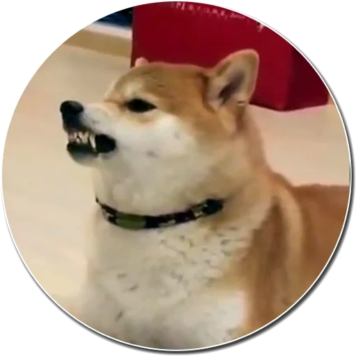 cão de madeira, cão akita, shiba inu, cão de madeira, cão akita