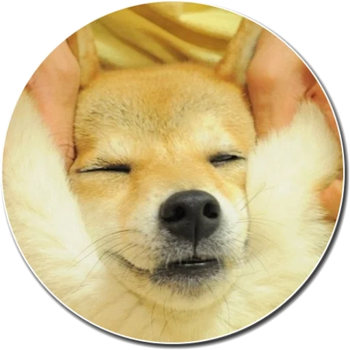 siba inu, shiba inu, cane shiba inu, il cane di siba inu, akita ha una guancia