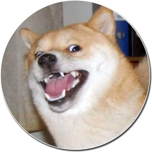 cão de madeira, cão malvado, shiba inu, motivo do cão, shiba inu meme