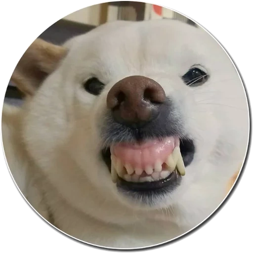 животные, собака мем, животные смешные, белая собака мем, забавные животные