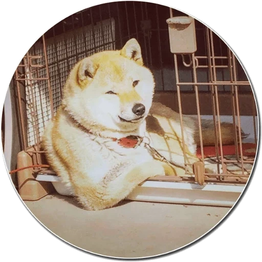cão de madeira, cão de madeira, shiba inu, cão akita, cão de madeira