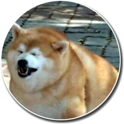 cão de madeira, cão akita, cidade de akita, cão akita, cão de folha de cachorro akita