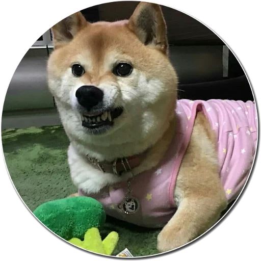 cão de madeira, cão de madeira, shiba inu, akita chai ye, akita chai dog
