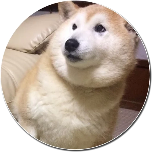 doge, cão, cão de madeira, shiba inu, cão akita