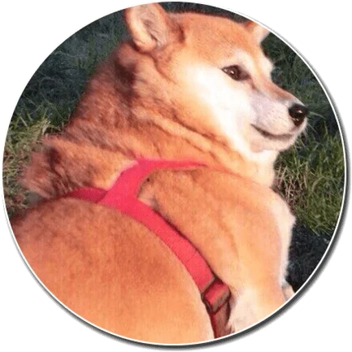 chiba dog, cão de madeira, shiba inu, cidade de akita, agila reflex 3 ciclo preto