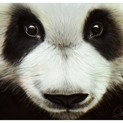 panda, o rosto de panda, olhos de panda, panda fuzzle, panda suzzle sport