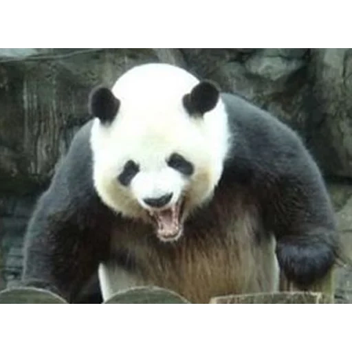 panda, panda en colère, panda d'ours, panda est grand, big bamboo panda
