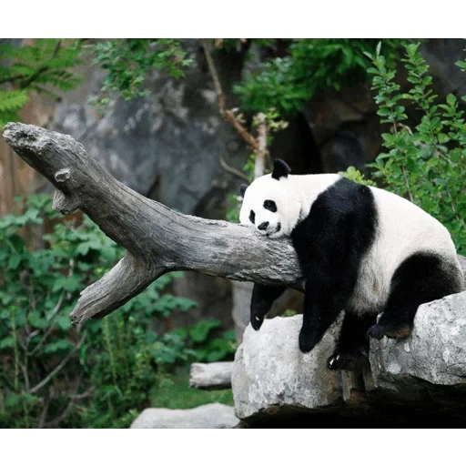 панда, giant panda, панда панда, большая панда, гигантская панда