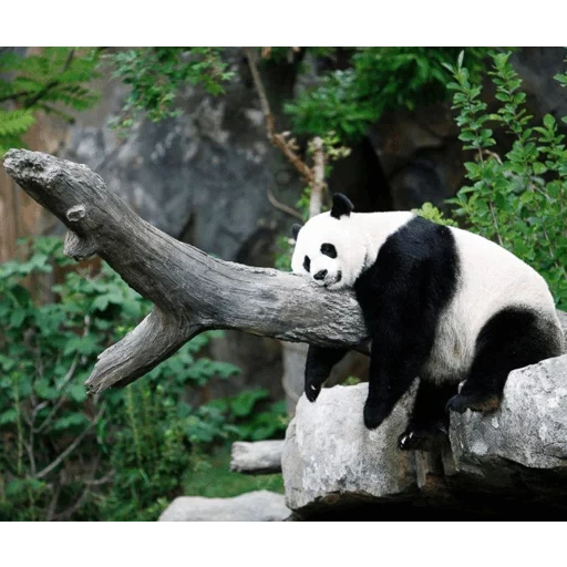 panda, panda gigante, panda panda, panda gigante, panda gigante