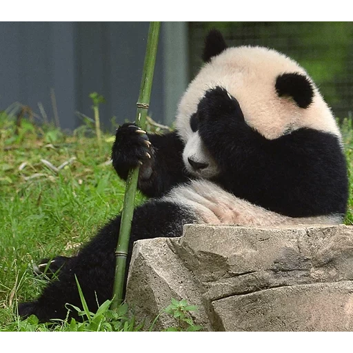panda, riesenpanda, justin schulz, panda lustig, riesenpanda