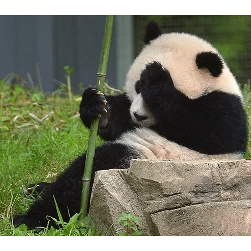 panda, giant panda, justin schulz, panda funny, giant panda