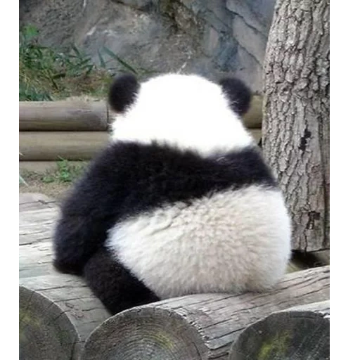 panda, je suis un panda, peluches de panda, cub de panda, le panda est petit