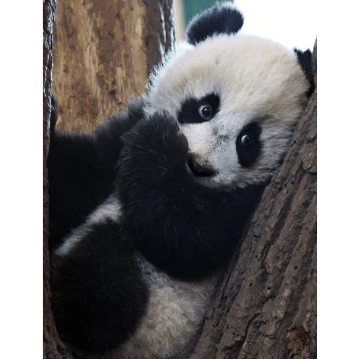 панда, панда милая, большая панда, панда детеныш, панда животное