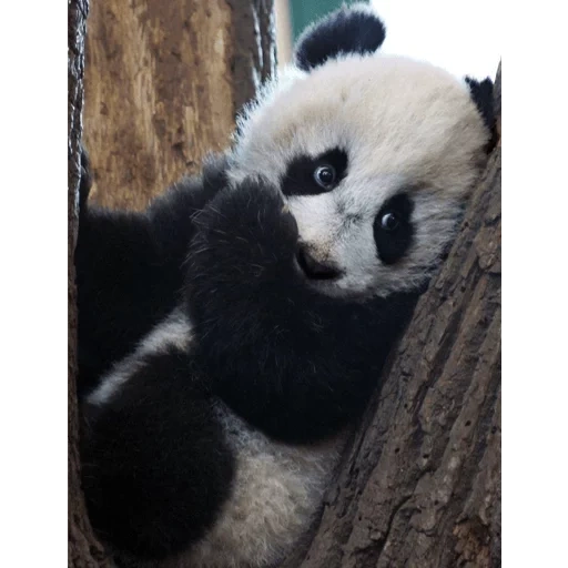 panda, panda is dear, giant panda, panda cub, panda is an animal