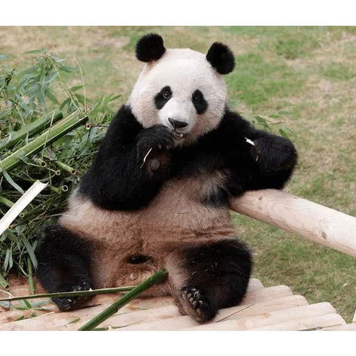 panda, panda doux, panda géant, panda géant, panda en corée du sud