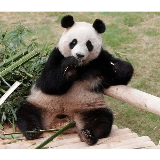 panda, doce panda, panda gigante, panda gigante, coréia do sul panda