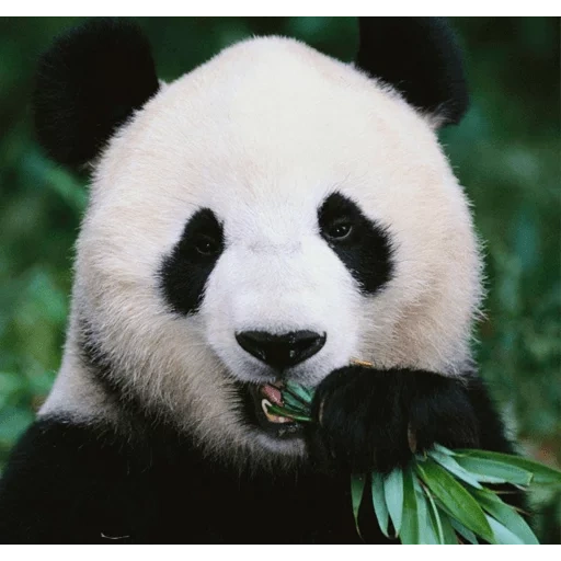 panda, riesenpanda, riesenpanda, peligro de extinción, big panda ailuropoda melanoleca