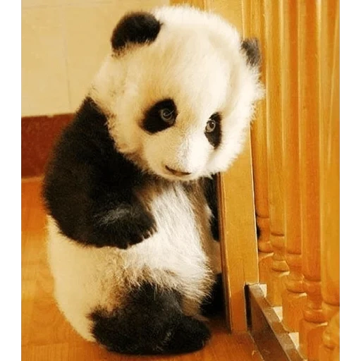 panda panda, baby panda, panda baby, riesenpanda, die tiere von panda