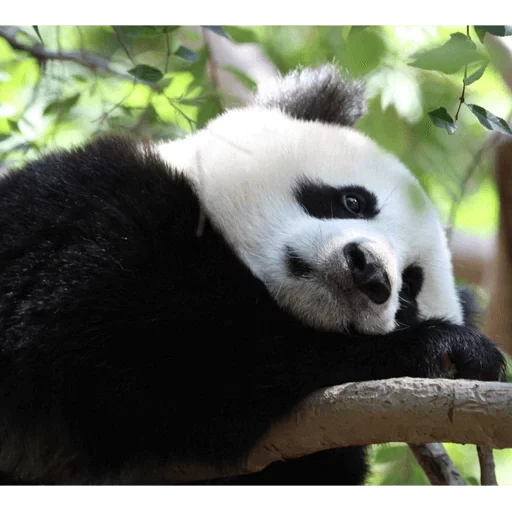 panda, pandochka, panda panda, riesenpanda, panda ist wunderschön