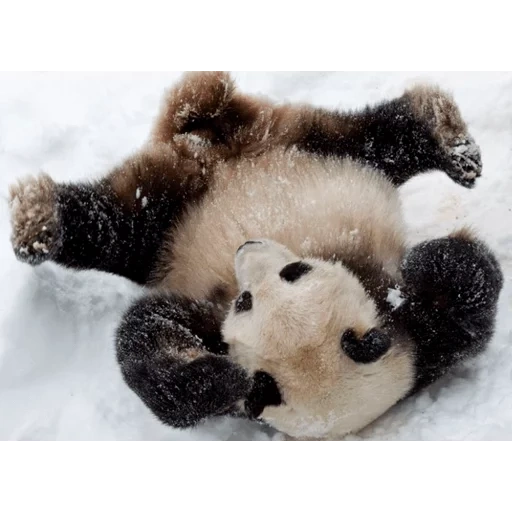 panda snow, panda in winter, panda bear, panda taishan, giant panda
